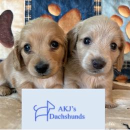 Platinum - Cream male Dachshund puppy in Charlottesville, Virginia from AKJ’s Dachshunds