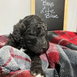 Poodle Puppies from Reeck’s Standard Poodles