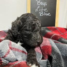 Poodle Puppies from Reeck’s Standard Poodles