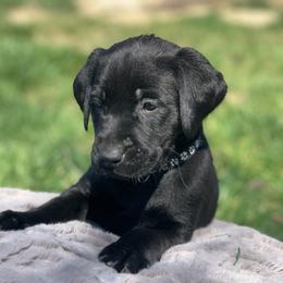 Boy 2 - male Labrador Retriever puppy in Winnemucca, Nevada from Oakley's Mountain View Kennel