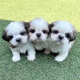 Shih Tzu Puppies from SHIH TZU HOUSE