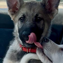 Arjun - Sable male German Shepherd puppy in Yuba City, California from Barton’s German Shepherds