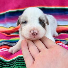Bonnie - Slate merle female Border Collie puppy in Ripley, Oklahoma from Adventure5 Border Collies