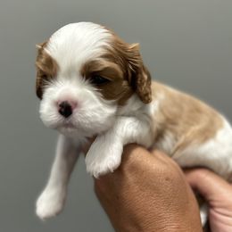 Cavalier King Charles Spaniel Puppies from Downton Cavaliers