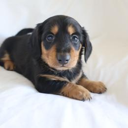 Duke - Black and tan male Dachshund puppy in Fredericksburg, Ohio from William's Dachshunds