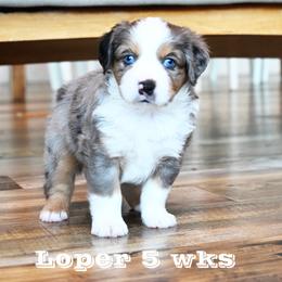 LOPER BMM - Blue merle male Miniature American Shepherd puppy in Pasco, Washington from ROCK CREEK LABRADORS Pasco, WA