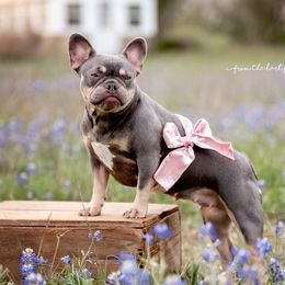 Paisley - French Bulldog