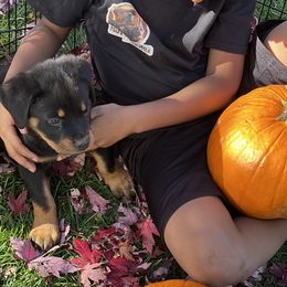 Rottweiler Puppies from Rott-Squad Kennels