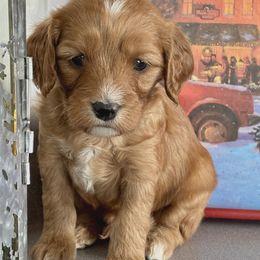 Santa's Helper - Red male Cavapoo puppy in Peoria Heights, Illinois from Gardner Lane Puppies