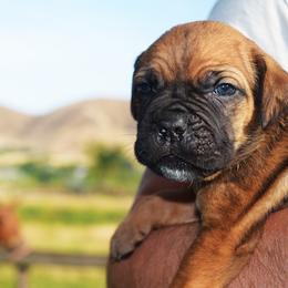 Boy 4 - Fawn male Cane Corso puppy in Emmett, Idaho from NorthWood’s Cane Corso