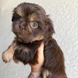 Cherry - Liver female Shih Tzu puppy in Bakersfield, California from Little pumpkin Shih Tzu’s