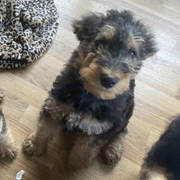 Airedale Terrier Puppies from Mar Vista