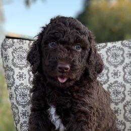 Chandler - Chocolate male Goldendoodle puppy in Berwick, Pennsylvania from Wright’s Wiggle Butts