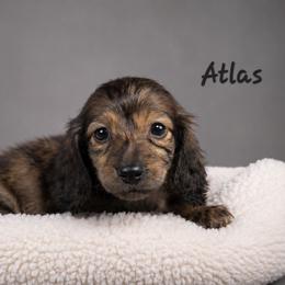 ATLAS - Brindle male Dachshund puppy in Greenfield, Ohio from Buck Run Creek Dachshunds