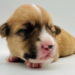 Legolas - Red male Pembroke Welsh Corgi puppy in Aumsville, Oregon from West Coast Corgi