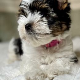Emily 2000 - Black tan and white female Biewer Terrier puppy in Ambrose, Georgia from Southern Star Biewer Terriers
