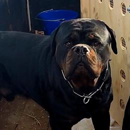 Hero - Rottweiler