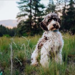 Grey collar - Merle male Cockapoo puppy in Missoula, Montana from Big Sky Cockapoos