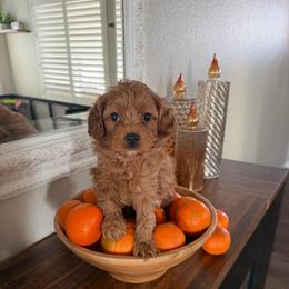 Mr Black - Red male Cavapoo puppy in Nampa,, Idaho from Clig Doodle Days