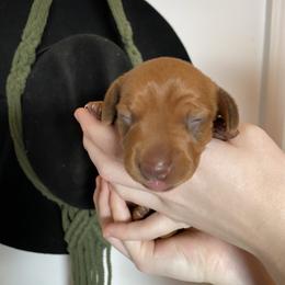 Girl 3 - Dapple female Dachshund puppy in Sedgewickville, Missouri from Heritage Boerboels