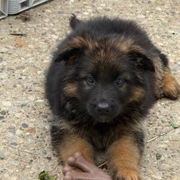 Boy 1 - Black and red male German Shepherd puppy in Fairdale, Kentucky from Kimberly's German Shepherds