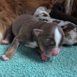 Girl 4 - Red tri-color female Australian Shepherd puppy in Lubbock, Texas from REKN’ Kennel Aussies
