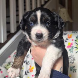 Stormy - Black tri female Miniature Australian Shepherd puppy in Danville, Indiana from Wingler Acres Mini Aussies