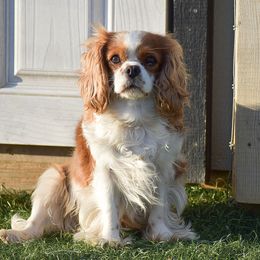 Cavalier King Charles Spaniels and Cavapoos from Stoltzfus Family Puppies
