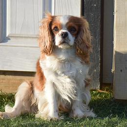 Cavalier King Charles Spaniels and Cavapoos from Stoltzfus Family Puppies