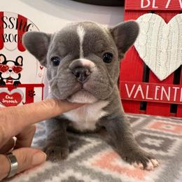 Lilac - Blue male French Bulldog puppy in Smithfield, North Carolina from Roughneck Frenchies