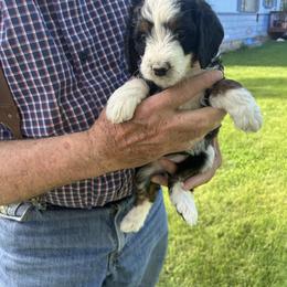 Lime Green - Tri-color female Bernedoodle puppy in Cody, Wyoming from Yellowstone Breeders