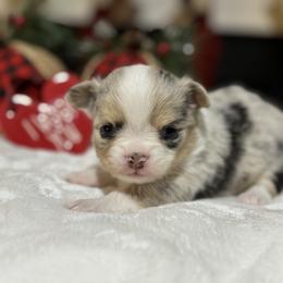 Chihuahua Puppies from Sunset Eves Chihuahuas
