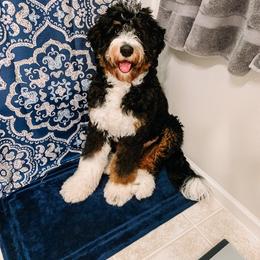 Bernedoodle All Grown Up from Backwoods Bernedoodles