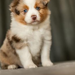 Miniature American Shepherd Puppies from King's Miniature American Shepherds
