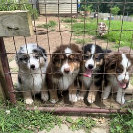 Boy1 - Red tri male Miniature Australian Shepherd puppy in Harmony, North Carolina from Carolina Pride Aussies