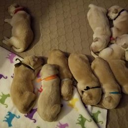 Golden Retriever Puppies from G & G Goldens