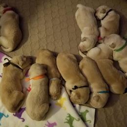 Golden Retriever Puppies from G & G Goldens