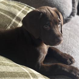 Labrador Retrievers from Breanna Rieland LaBounty