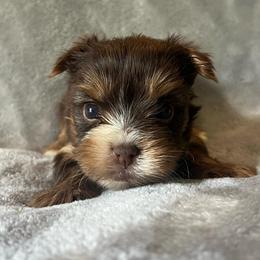Willie - Chocolate, tan and white male Yorkshire Terrier puppy in Jacksonville, Florida from The Yorkie Shack