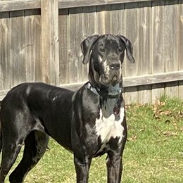 Dustie Rose - Great Dane