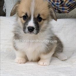 Ginger Red and white Female - Red and white female Basset Hound puppy in Franklin, Indiana from 4 Sail Quarter Horses and Hounds