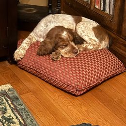 Calix (Bubbie) - Liver white and tan English Springer Spaniel puppy in Statesville, North Carolina from Rockin’ Slow Farms