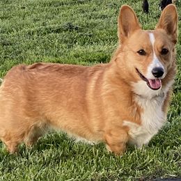 RubyJo - Pembroke Welsh Corgi