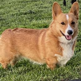 RubyJo - Pembroke Welsh Corgi