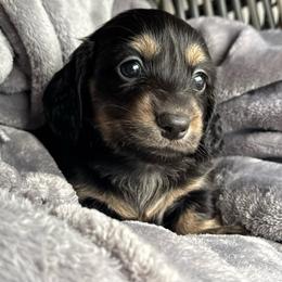 Girl 3 - Black and cream female Dachshund puppy in Allenhurst, Georgia from B’s Dapper Dachshunds