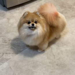 Lyalya - Pomeranian
