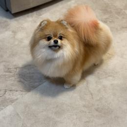 Lyalya - Pomeranian