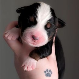 Noelle - Blue merle female Australian Shepherd puppy in Georgetown, Texas from River Reign Australian Shepherds