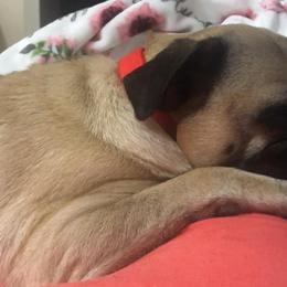 Pugs from Velma's Pugs