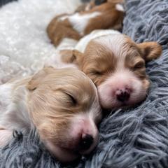 Cavachon, Cavalier King Charles Spaniel, and Cavapoo Puppies from LierChonPoo